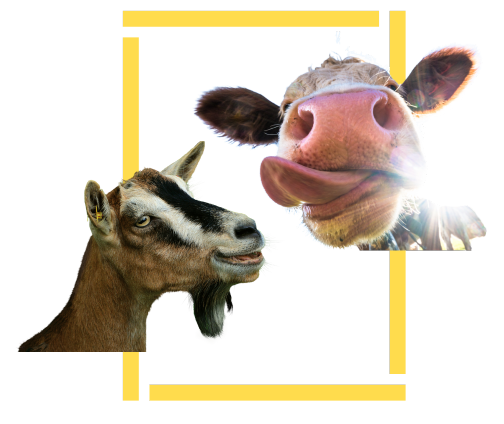 Progetto-senza-titolo-10.png